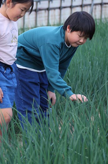秋田農園のねぎは、京都・山城地域の肥沃な土壌で育てられます